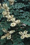Ogrodowe Kwiaty Azjatycki Yellowwood, Amur Maackia biały zdjęcie, opis i uprawa, hodowla i charakterystyka