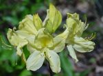 Zahradní květiny Azalky, Pinxterbloom, Rhododendron žlutý fotografie, popis a kultivace, pěstování a charakteristiky