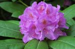 lilac Flower Azaleas, Pinxterbloom characteristics and Photo