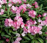bláthanna gairdín Asáilianna, Pinxterbloom, Rhododendron bándearg Photo, Cur síos agus saothrú, ag fás agus saintréithe