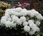 Azaleas, Pinxterbloom