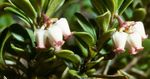 Bearberry, Kinnikinnick, Manzanita