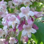Hage blomster Skjønnhet Berry, Callicarpa rosa Bilde, beskrivelse og dyrking, voksende og kjennetegn