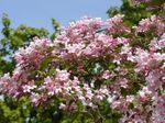 pink Flower Beauty Bush characteristics and Photo