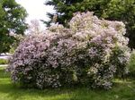 Градински цветове Красота Буш, Kolkwitzia розов снимка, описание и отглеждане, култивиране и характеристики