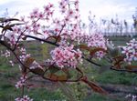 Garden Flowers Bird Cherry, Cherry Plum, Prunus Padus pink Photo, description and cultivation, growing and characteristics