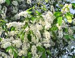 Sodo Gėlės Ieva, Vyšnių Slyvų, Prunus Padus baltas Nuotrauka, aprašymas ir auginimas, augantis ir charakteristikos