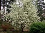 Trädgårdsblommor Hägg, Körsbär Plommon, Prunus Padus vit Fil, beskrivning och uppodling, odling och egenskaper