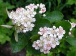 Garden Flowers Black Chokeberry, Aronia white Photo, description and cultivation, growing and characteristics