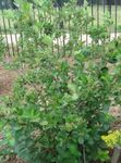 Garden Flowers Black Chokeberry, Aronia white Photo, description and cultivation, growing and characteristics