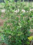 les fleurs du jardin Aronia blanc Photo, la description et la culture du sol, un cultivation et les caractéristiques