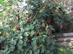 Dārza Ziedi Kazenes, Bramble, Rubus fruticosus balts Foto, apraksts un audzēšana, augošs un raksturlielumi