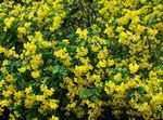 Zahradní květiny Senna Močového Měchýře, Colutea žlutý fotografie, popis a kultivace, pěstování a charakteristiky