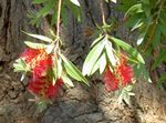 Garden Flowers Bottlebrush, Callistemon red Photo, description and cultivation, growing and characteristics