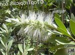 Vrtne Cvjetovi Bottlebrush, Callistemon bijela Foto, opis i uzgajanje, uzgoj i karakteristike