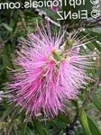 Dārza Ziedi Bottlebrush, Callistemon sārts Foto, apraksts un audzēšana, augošs un raksturlielumi