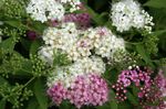 Λουλούδια κήπου Νυφικό Της Πέπλο, Σπειραία, Steeplebush, Spiraea λευκό φωτογραφία, περιγραφή και καλλιέργεια, φυτοκομεία και χαρακτηριστικά
