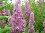 lilac Flower Bridal's Veil, Spiraea, Steeplebush characteristics and Photo