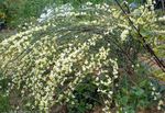 Flores do Jardim Vassoura, Cytisus amarelo foto, descrição e cultivo, crescente e características