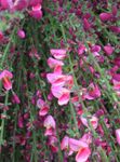 рожевий Квітка Рокитник характеристика і Фото