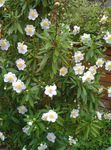 Bush Anemone, Anemone Copac