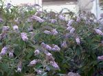 lilac Flower Butterfly Bush, Summer Lilac characteristics and Photo