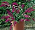 burgundy Flower Butterfly Bush, Summer Lilac characteristics and Photo
