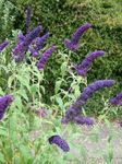 dark blue Flower Butterfly Bush, Summer Lilac characteristics and Photo