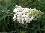 white Flower Butterfly Bush, Summer Lilac characteristics and Photo