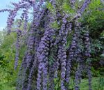 light blue Flower Butterfly Bush, Summer Lilac characteristics and Photo