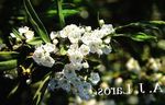 Calico Bush, Lagerblad, Kalmia