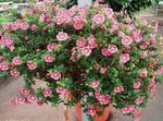 Zahradní květiny Mys Sléz, Anisodontea capensis růžový fotografie, popis a kultivace, pěstování a charakteristiky