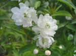 white Flower Cerasus grandulosa characteristics and Photo
