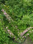 pink Flower Cerasus grandulosa characteristics and Photo