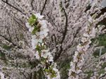 alb Floare Cerasus Tomentosa caracteristici și fotografie