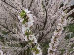 white Flower Cerasus tomentosa characteristics and Photo