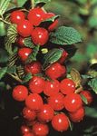 Ogrodowe Kwiaty Cerasus Tomentosa czerwony zdjęcie, opis i uprawa, hodowla i charakterystyka