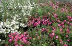 garður blóm Chilean Wintergreen, Pernettya, Gaultheria mucronata hvítur mynd, lýsing og ræktun, vaxandi og einkenni