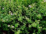 Flores de jardín Cinquefoil, Cinquefoil Arbustiva, Pentaphylloides, Potentilla fruticosa blanco Foto, descripción y cultivo, cultivación y características