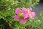 Zahradní květiny Mochna, Keřovitý Mochna, Pentaphylloides, Potentilla fruticosa růžový fotografie, popis a kultivace, pěstování a charakteristiky