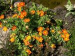 orange Flower Cinquefoil, Shrubby Cinquefoil characteristics and Photo
