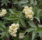 Gartenblumen Holunder, Rot-Berried Elder, Sambucus weiß Foto, Beschreibung und Anbau, wächst und Merkmale