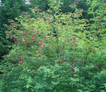 Vrtno Cvetje Skupno Starejši, Rdeče-Berried Starejši, Sambucus rdeča fotografija, opis in gojenje, rast in značilnosti