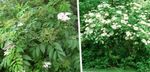 Kerti Virágok Bodza, Vörös Bogyójú Idősebbik, Sambucus fehér fénykép, leírás és termesztés, növekvő és jellemzők