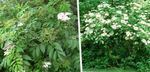 Gartenblumen Holunder, Rot-Berried Elder, Sambucus weiß Foto, Beschreibung und Anbau, wächst und Merkmale