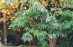 Садовыя Кветкі Бузіна, Sambucus блакітны фота, апісанне і вырошчванне, вырошчванне і характарыстыка