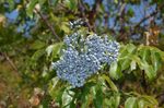 Gartenblumen Holunder, Rot-Berried Elder, Sambucus hellblau Foto, Beschreibung und Anbau, wächst und Merkmale