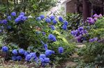 dark blue Flower Common hydrangea, Bigleaf Hydrangea, French Hydrangea characteristics and Photo