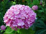 Have Blomster Fælles Hortensia, Bigleaf Hortensia, Fransk Hortensia, Hydrangea hortensis pink Foto, beskrivelse og dyrkning, voksende og egenskaber