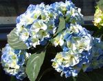 albastru deschis Floare Hortensie Comun, Bigleaf Hortensie, Hortensii Franceză caracteristici și fotografie